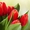Тюльпаны ОПТОМ от 25,9 руб/шт. - Изображение #2, Объявление #1220705