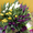 Тюльпаны оптом Томск от производителя   - Изображение #2, Объявление #1364515