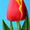 Тюльпаны оптом Томск от производителя   - Изображение #4, Объявление #1364515