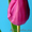 Тюльпаны оптом Томск от производителя   - Изображение #3, Объявление #1364515