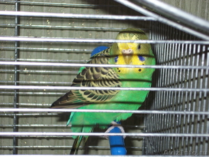 Продам волнистых попугаев - Изображение #2, Объявление #232047