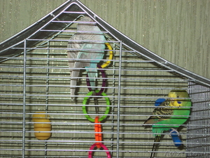 Продам волнистых попугаев - Изображение #3, Объявление #232047