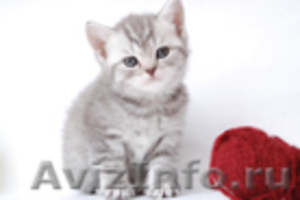 Подрастают к продаже эксклюзивные британские котята - Изображение #2, Объявление #243627