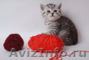 Подрастают к продаже эксклюзивные британские котята - Изображение #1, Объявление #243627