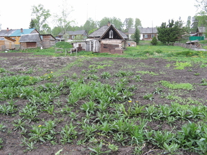Продам усадьбу со старым домом в поселке Мирном (6 км от Томска) - Изображение #1, Объявление #274009