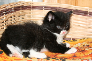 Подарим сибирских котят - Изображение #1, Объявление #295579