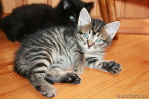 Подарим сибирских котят - Изображение #2, Объявление #295579