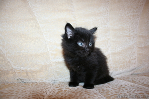Подарим сибирских котят - Изображение #3, Объявление #295579
