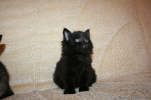 Подарим сибирских котят - Изображение #5, Объявление #295579