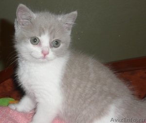 Продаётся британский котёнок в томске - Изображение #1, Объявление #344414
