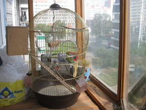 Продам двух волнистых попугаев с клеткой - Изображение #1, Объявление #342787