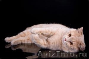 Вязка Британского К/Ш кота - Изображение #1, Объявление #378476