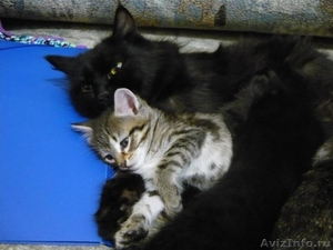 Котята, Чудесные! 1,5 мес. Пушистая, Черный кот - Изображение #7, Объявление #390543