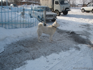 продам щенков западно сибирской лайки от рабочих собак с родословными - Изображение #2, Объявление #392027