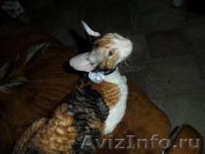 продам котят породы Корниш-рекс - Изображение #2, Объявление #387638
