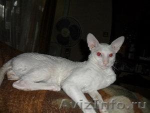 продам котят породы Корниш-рекс - Изображение #1, Объявление #387638