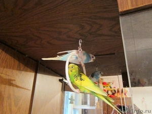 Продам 2-х волнистых попугаев - Изображение #1, Объявление #371932