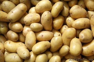 Продам картошечку свежего урожая, здоровую, крупную. 9 руб/кг. доставка от 1 меш - Изображение #1, Объявление #396311