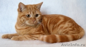 Британского плюшевого котенка - Изображение #3, Объявление #428253