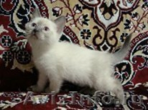 Отдам тайского котёнка - Изображение #1, Объявление #436349