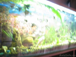 аквариум с рыбами - Изображение #1, Объявление #592285