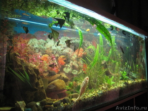 аквариум с рыбами - Изображение #2, Объявление #592285