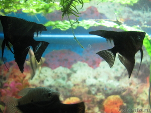 аквариум с рыбами - Изображение #3, Объявление #592285