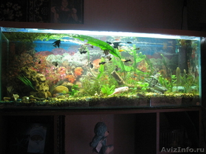 аквариум с рыбами - Изображение #7, Объявление #592285