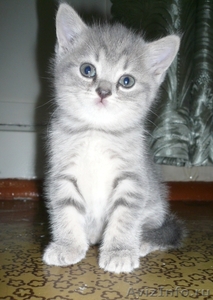 Миленькие британские котята - Изображение #1, Объявление #661637