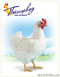 Продам бройлерных цыплят ИЗА Ф-15 - Изображение #1, Объявление #701551