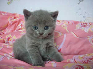 британские котята Томск - Изображение #1, Объявление #684744