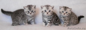 Британские котята плюшевые - Изображение #5, Объявление #701756