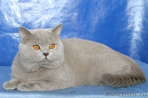 Британские котята плюшевые - Изображение #3, Объявление #701756