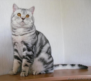 Британские котята плюшевые - Изображение #6, Объявление #701756