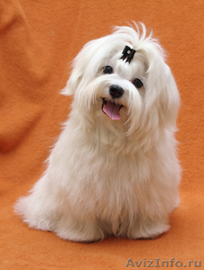 Продается подрощенный щенок мальтезе в Томске   - Изображение #2, Объявление #852194