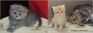 Продам шотландских и британских котят - Изображение #1, Объявление #887936