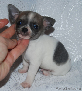 Продается щенок чихуахуа. , возраст 2,5 месяца - Изображение #1, Объявление #949093