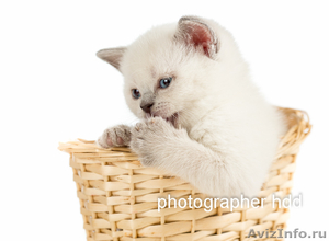 Британские короткошёрстные котята 15000 руб. - Изображение #3, Объявление #1038860