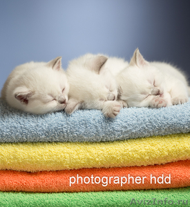 Британские короткошёрстные котята 15000 руб. - Изображение #1, Объявление #1038860