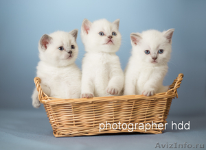 Британские короткошёрстные котята 15000 руб. - Изображение #2, Объявление #1038860