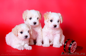 Белоснежные щенки мальтезе (мальтийской болонки) - Изображение #6, Объявление #1015687