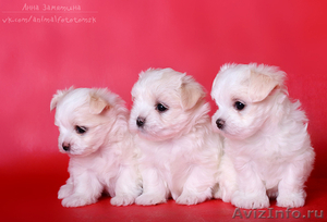 Белоснежные щенки мальтезе (мальтийской болонки) - Изображение #4, Объявление #1015687
