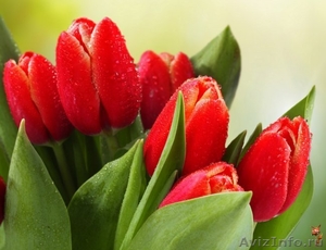 Тюльпаны ОПТОМ от 25,9 руб/шт. - Изображение #2, Объявление #1220705