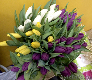 Тюльпаны оптом Томск от производителя   - Изображение #2, Объявление #1364515