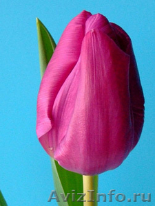 Тюльпаны оптом Томск от производителя   - Изображение #3, Объявление #1364515