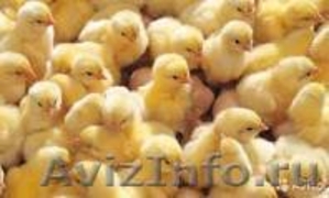 Продам суточных,месячных и двухмесячных цыплят кур несушек. - Изображение #1, Объявление #1477349