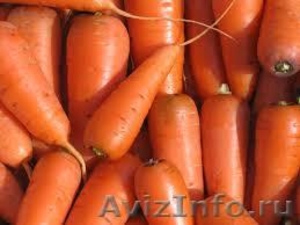 Продаем морковь свежую от производителя - Изображение #6, Объявление #1321220